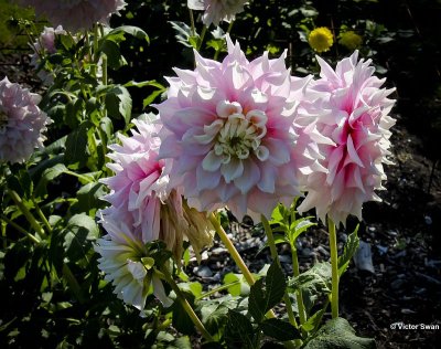 Dahlia-Gitt's perfection.JPG