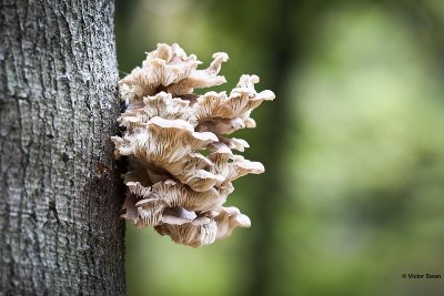 Gewone oesterzwam - Pleurotus pulmonarius.JPG