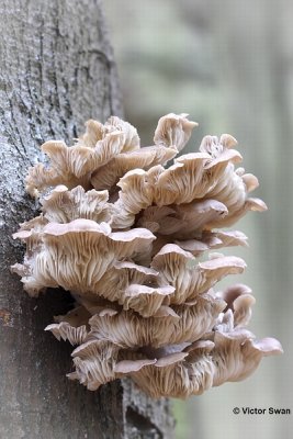 Gewone oesterzwam - Pleurotus pulmonarius.JPG