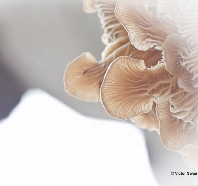 Gewone oesterzwam - Pleurotus pulmonarius.JPG