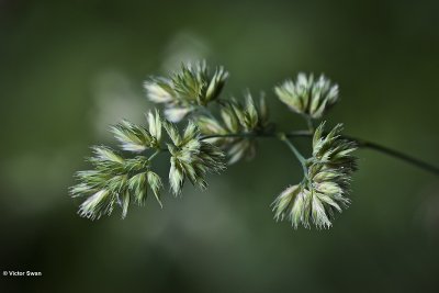 kropaar - Dactylis glomerata .JPG