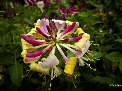 Wilde kamperfoelie Lonicera periclymenum.JPG