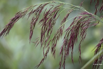 Riet - Phragmites australis.JPG