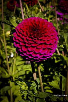 Dahlia-Jessie.JPG