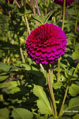 sized_198 Dahlia-Jessie kl.JPG