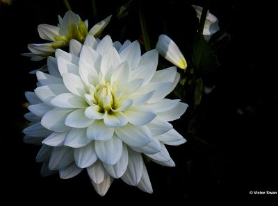 Dahlia-Karma Maarten Zwaan.jpg