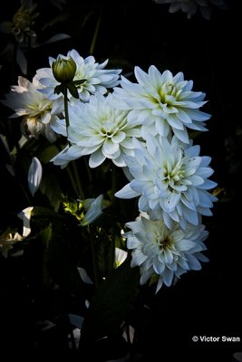 Dahlia-Karma Maarten Zwaan.JPG