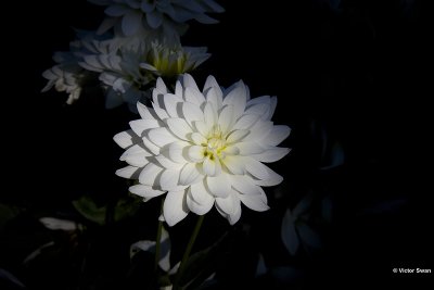Dahlia-Karma Maarten Zwaan.JPG