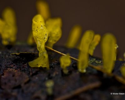 Spatelhoorntje - Calocera pallidospathulata.JPG