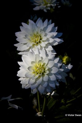 Dahlia-Karma Maarten Zwaan .JPG