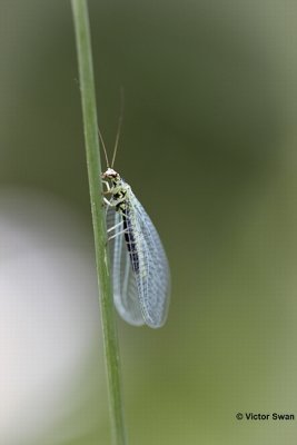 Gewone gaasvlieg Chrysopa perla.JPG