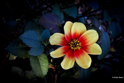 Dahlia-Sunshine.JPG