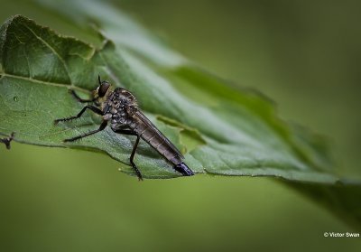 Roodbaardroofvlieg Eutolmus rufibarbis.JPG