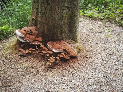 Dikrandtonderzwam - Ganoderma adspersum.JPG