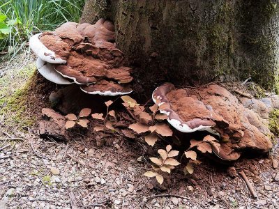 Dikrandtonderzwam - Ganoderma adspersum.JPG