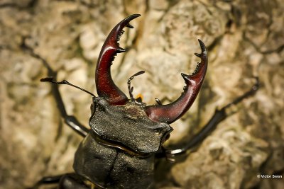 Vliegend hert Lucanus cervus.JPG