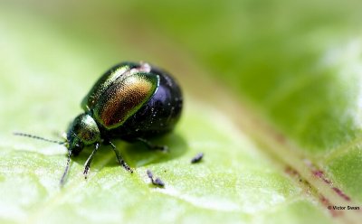 Groen zuringhaantje Gastrophysa viridula.JPG