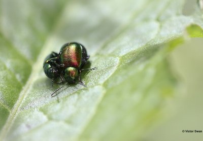 Groen zuringhaantje Gastrophysa viridula.JPG