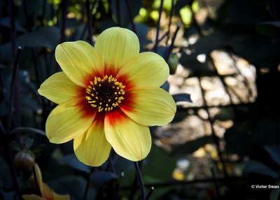 Dahlia-Sunshine.JPG