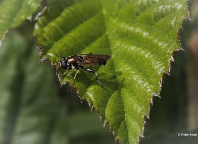 Gewone rode bladloper Xylota segnis.JPG