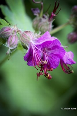 Rotsooievaarsbek Geranium macrorrhizum.JPG