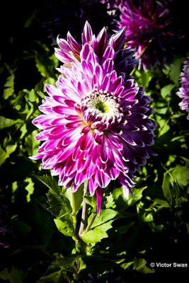 Dahlia-Vancouver.JPG