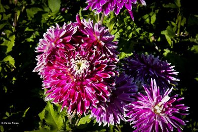 Dahlia-Vancouver.JPG