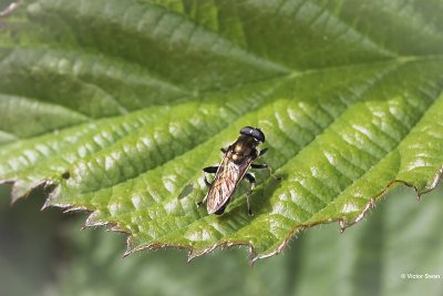 Gewone rode bladloper Xylota segnis.JPG