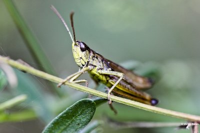 krasser Chorthippus parallelus.JPG