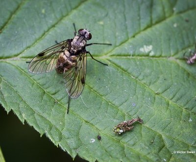 Gewone Schubsnipvlieg Chrysopilus cristatus.JPG