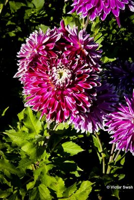 Dahlia-Vancouver.JPG