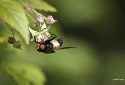 Witte reus of Ivoorzweefvlieg Volucella pellucens.JPG
