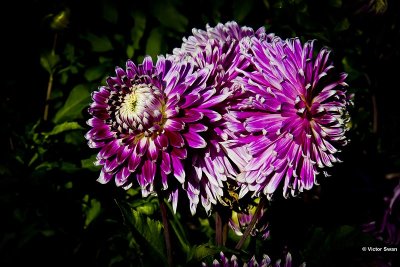 Dahlia-Vancouver.JPG