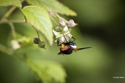 Witte reus of Ivoorzweefvlieg Volucella pellucens .JPG