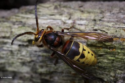 Hoornaar - vespa crabro.JPG