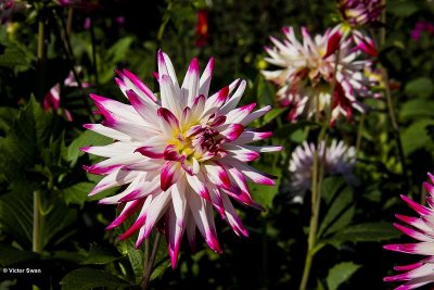 Dahlia-Sorbet.JPG