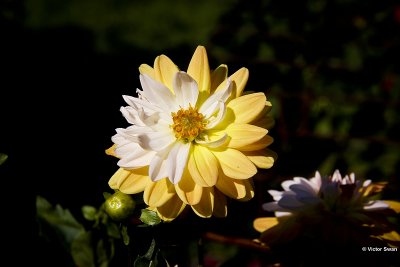 dahlia-Coup de soleil.JPG
