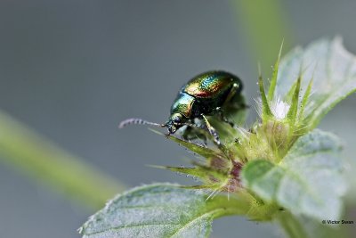 Hennepnetelgoudhaantje - Chrysolina fastuosa.JPG
