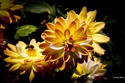 Dahlia-Coup de soleil.JPG