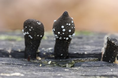 Kernzwamknopje - Polydesmia pruinosa op Houtknotszwam Xylaria polymorpha .JPG