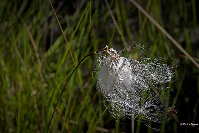 Wollegras - Eriophorum vaginatum.JPG