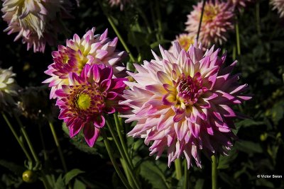 Dahlia-Romantique.JPG