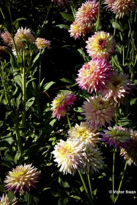 Dahlia-Romantique.JPG