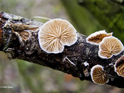 Wit oorzwammetje   Crepidotus variabilis.JPG