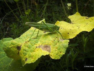 Grote Groene Sabelsprinkhaan - Tettigonia viridissima .JPG