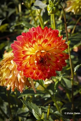 Dahlia-Vuurvogel.JPG