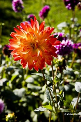 Dahlia-Vuurvogel.JPG