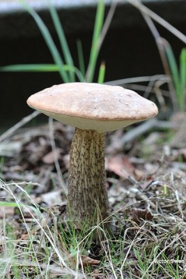 Gewone berkenboleet - Leccinum scabrum.JPG