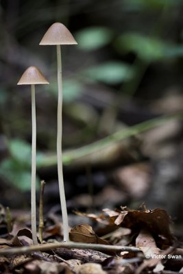 Langsteelfranjehoed - Psathyrella conopilus.JPG