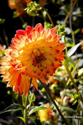 Dahlia-Vuurvogel.JPG